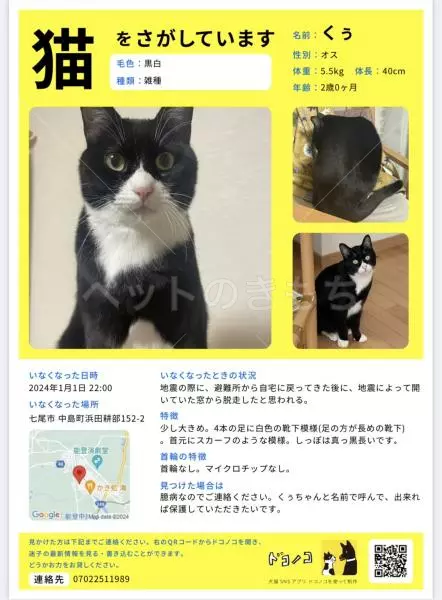 迷子猫の画像