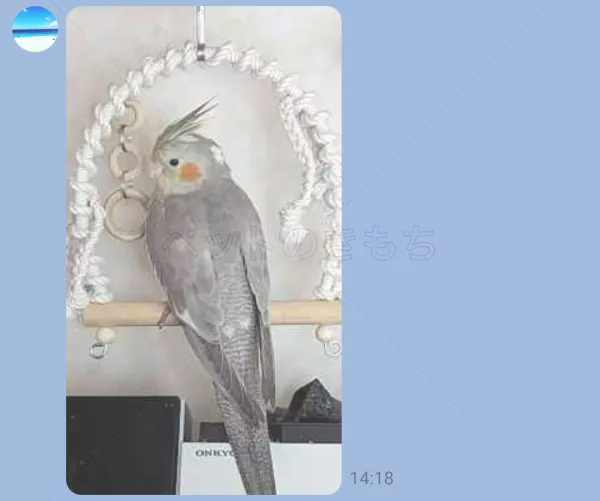 迷子鳥の画像