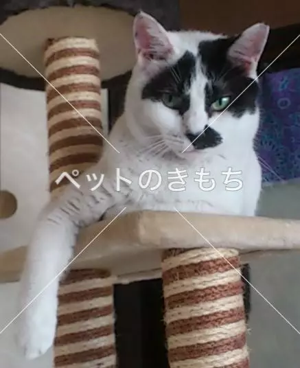 迷子猫の画像