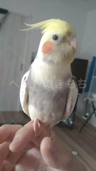 迷子鳥の画像