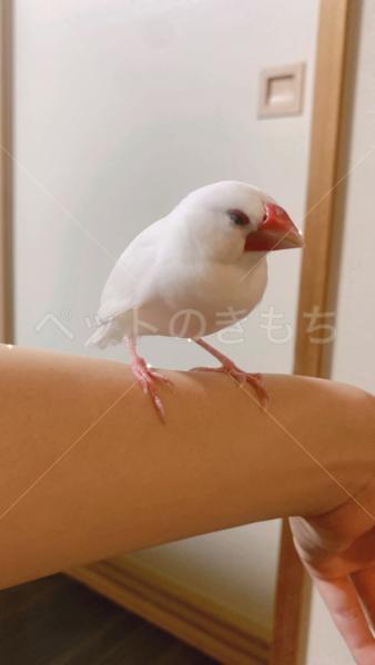 迷子鳥の画像