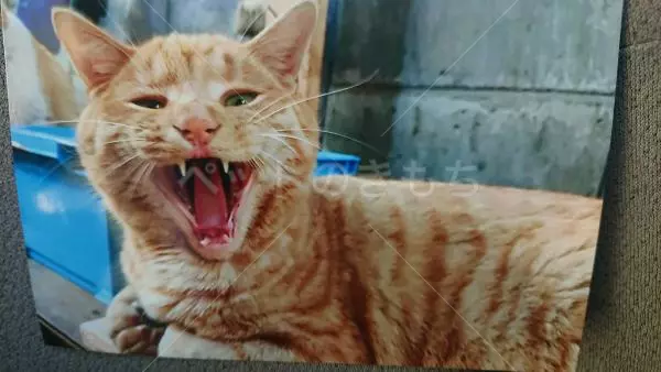 迷子猫の画像