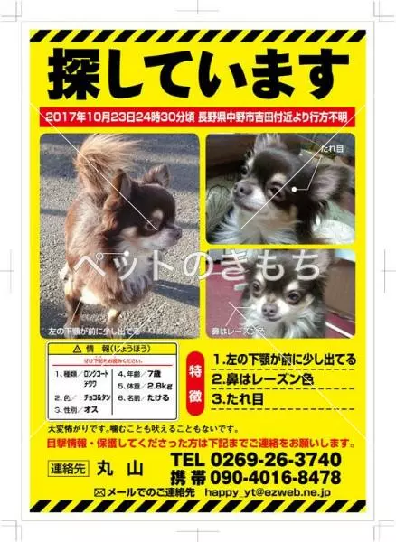迷子犬の画像