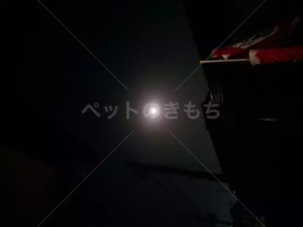 コメントの画像