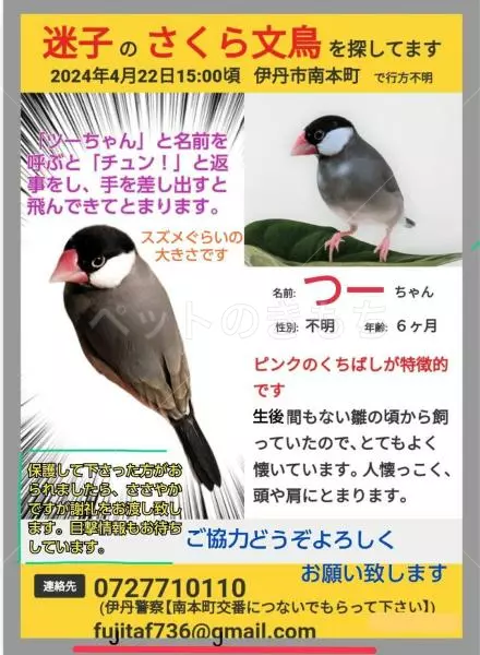 迷子鳥の画像