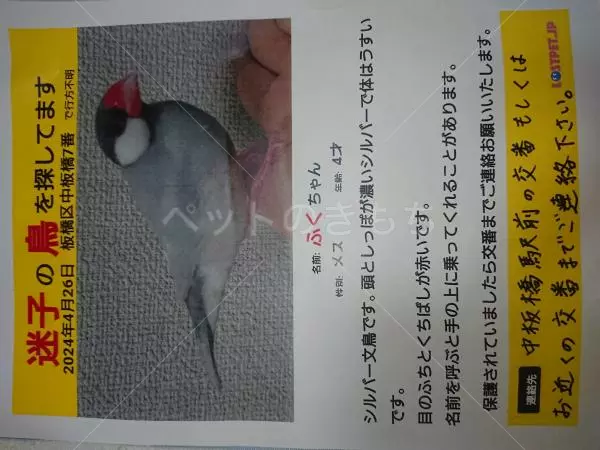 迷子鳥の画像