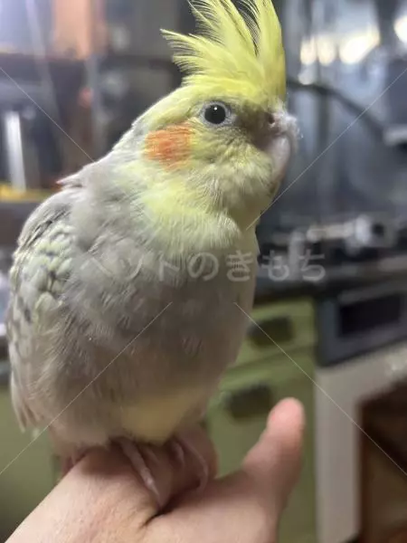 迷子鳥の画像