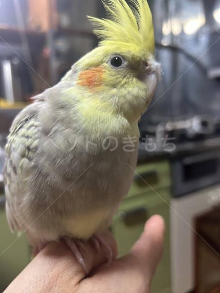 迷子鳥の画像