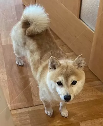 コメントの画像