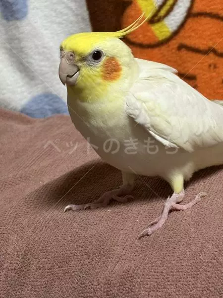 迷子鳥の画像