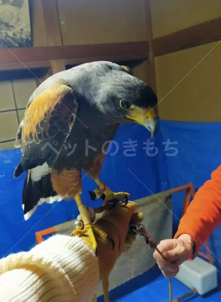 迷子鳥の画像