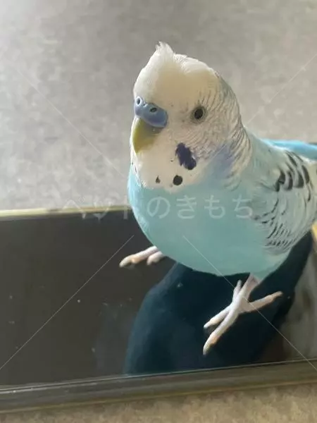 迷子鳥の画像
