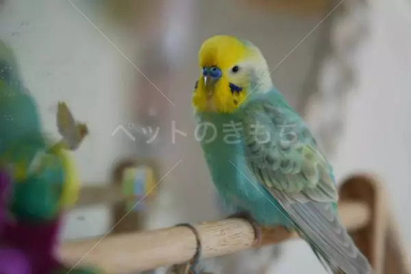 迷子鳥の画像