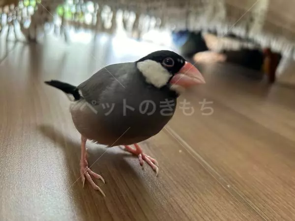 迷子鳥の画像