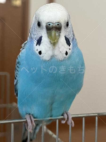 迷子鳥の画像