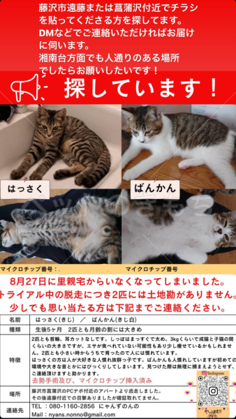 迷子猫の画像