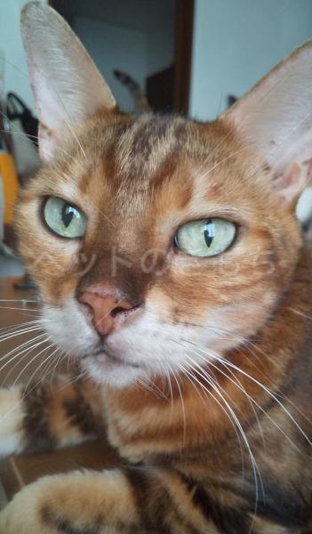 迷子猫の画像