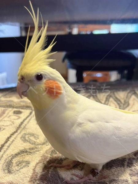 迷子鳥の画像