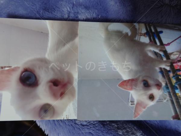 迷子猫の画像