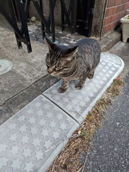 コメントの画像