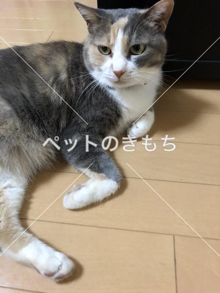 迷い猫の写真