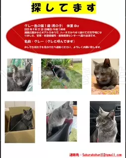 迷子猫の画像