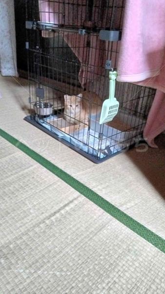 迷子猫の画像