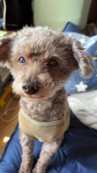 迷子犬の画像