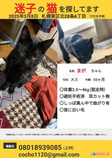 迷子猫の画像