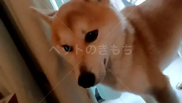 迷子犬の画像