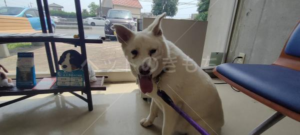 迷子犬の画像