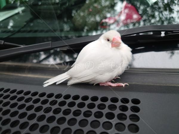 保護鳥の画像