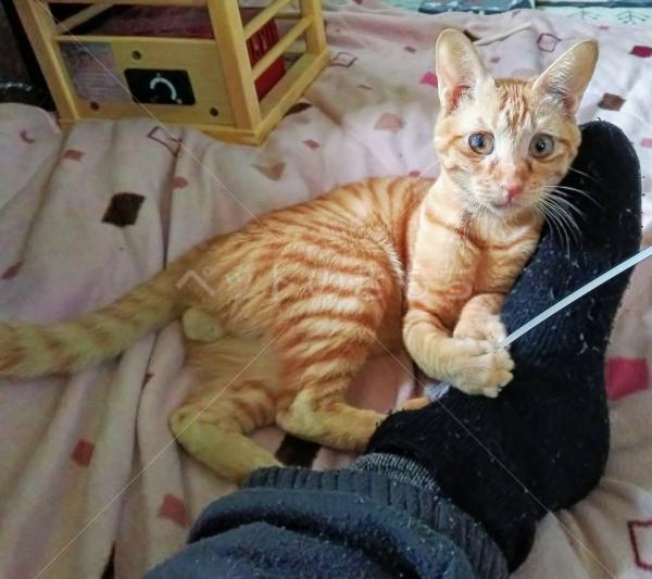 迷子猫の画像