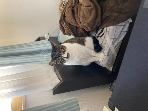 迷子猫の画像