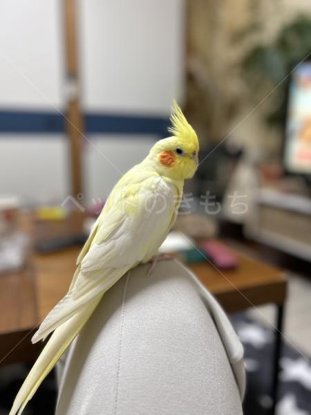 迷子鳥の画像