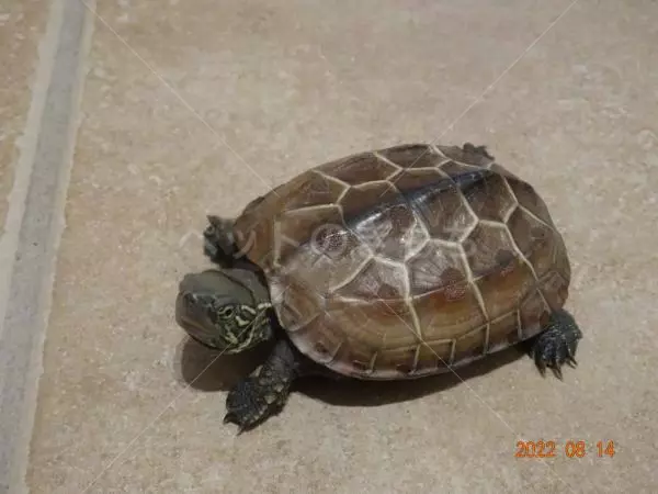 迷子ペットの画像