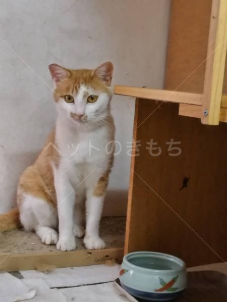 保護猫の画像