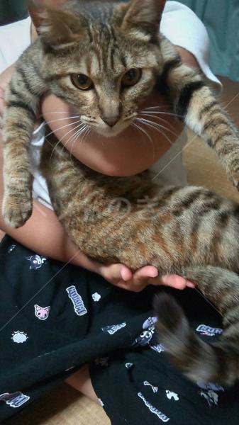 保護猫の画像