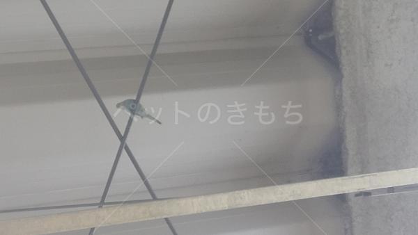 迷子鳥の画像