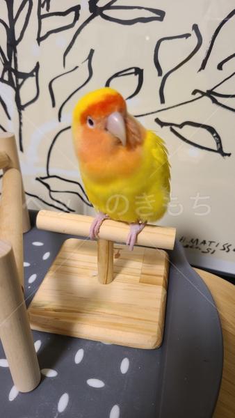 迷子鳥の画像