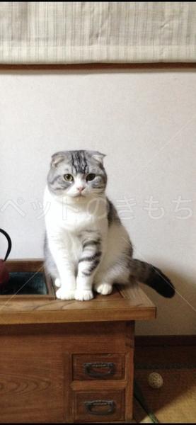 迷子猫の画像
