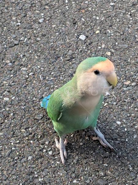 保護鳥の画像
