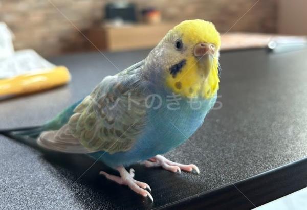 迷子鳥の画像