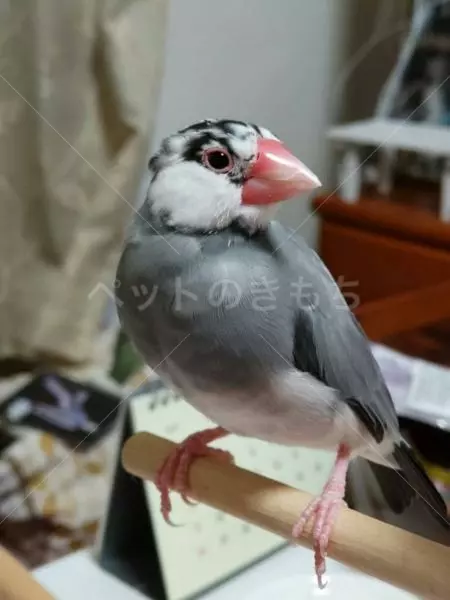 迷子鳥の画像