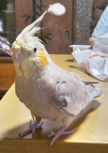迷子鳥の画像