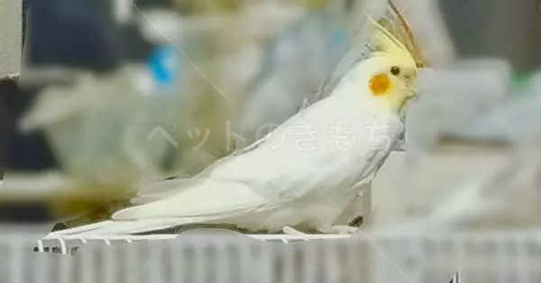 迷子鳥の画像