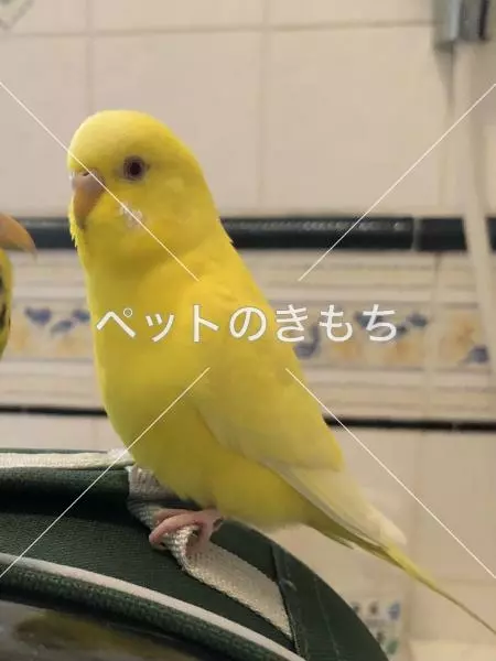 迷子鳥の画像