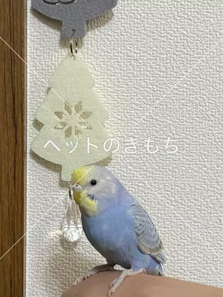 迷子鳥の画像