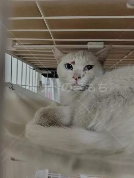 コメントの画像