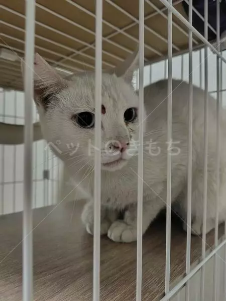 コメントの画像